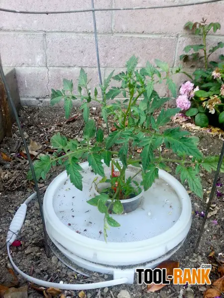 Growing Tomatoes And Other Vegetables In A Kratky Method Inspired ...