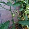 Kratky Tomatoes Growing