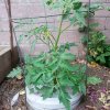 Week 4 - Kratky Tomatoes