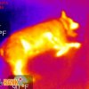 Hot Dog - Seek Thermal Camera