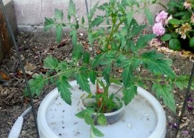 Week 2 - Kratky Tomatoes