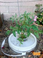 Week 2 - Kratky Tomatoes